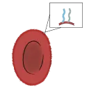 Normal Red Blood Cell